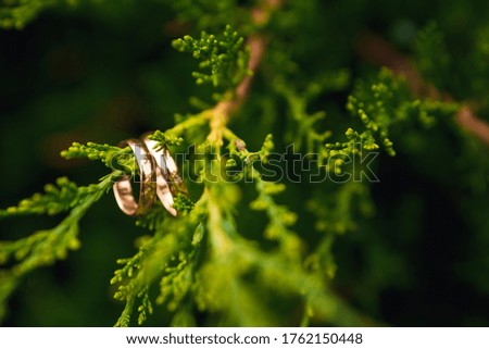wedding rings on a picture