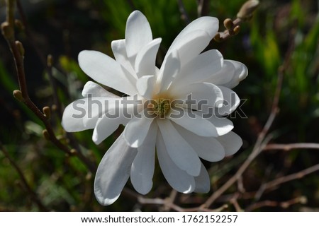 Blooming white Magnolia flower on a branch in spring in the garden of a country house close up