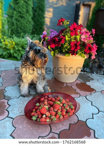 strawberries in a plate, strawberries sweet berry, the dog observes