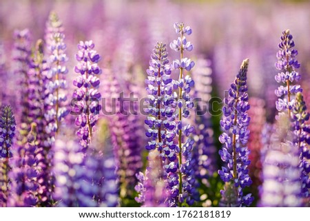 close-up of purple lupine flowers.Summer field of flowers in nature with a blurred background.selective focus. Lilac violet Lupinus. Very Peri colour