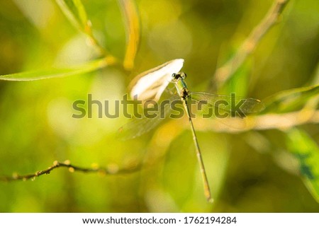 Close up of Dragonfly sitting on rich Green grass