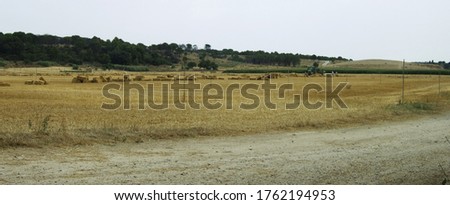 Photography of a landscape in yellow and ocre shades showcasing dry cropland 