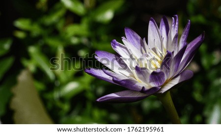 close up view of white pollen Waterlily with blurred background , purple waterlily blossom .
