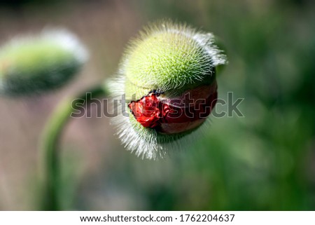 blooming red poppy bud close-up on a blurry background