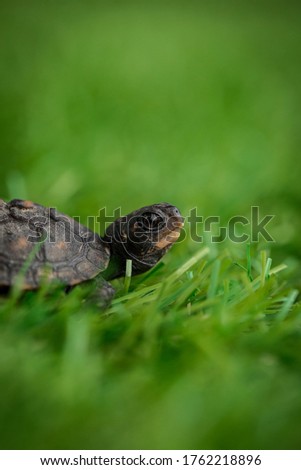Tiny Box Turtle Crawling Around 