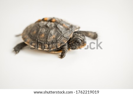 Tiny Box Turtle Crawling Around 