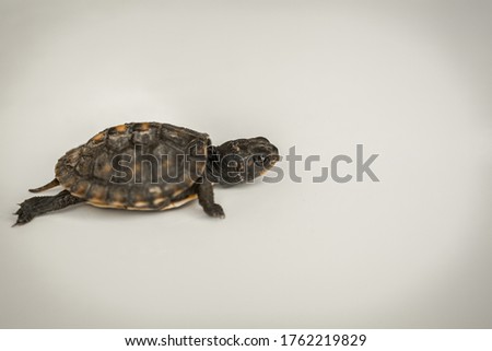 Tiny Box Turtle in Aquarium