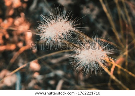 Two dandelions at sunset in close up
