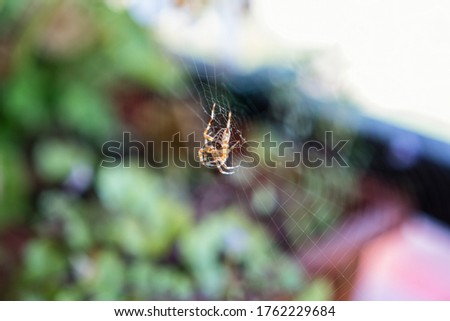 Close-up of garden spider weaving its web in teh balcony in a nice white light