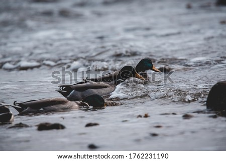 Ducks on the cliffs of Wulfen - fehmarn Germany Royalty-Free Stock Photo #1762231190