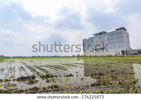 Structure of the building where the breeding bird's nest in a paddy field with blue sky background
