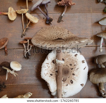 Different kind of mushrooms on a wooden table.