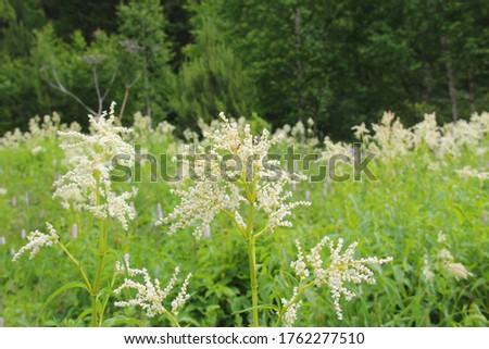 White flowers in a clearing in the forest