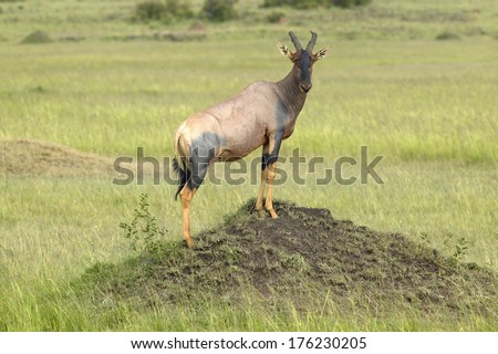 Topi on mound in grasslands of Masai Mara in Kenya, Africa