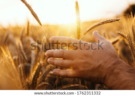 Picture of man's hand touching wheatears. Sun shines bright. Farmer among farmland. Sunset or sunrise time. Amazing beautiful picture