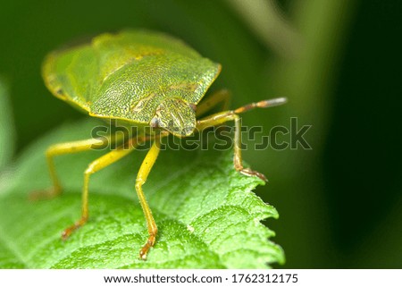 Macro photo. A smelly green bedbug on a leaf. A small depth of field.