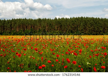 Poppy flower field with pine forest on background