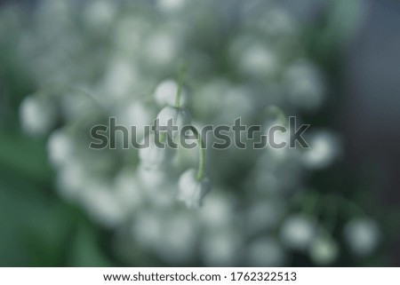 beautiful lily of the valley bouquet with on a background of green leaves