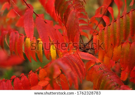 Colorful autumn red orange leaves background. Seasonal fall. Beautiful september october picture wallpapers. Abstract natural horizontal picture