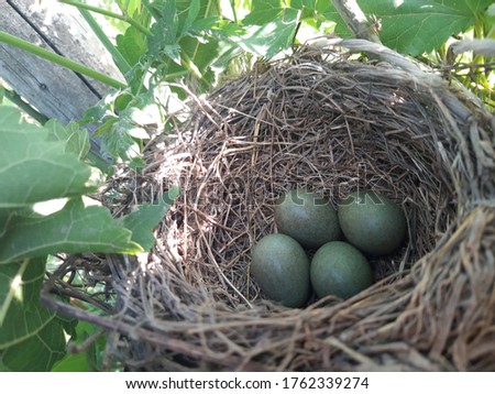 Eggs in the bird's nest. Crow's nest. Birdhouse in the tree. Royalty-Free Stock Photo #1762339274