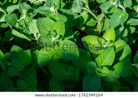 green mint leaves a close up background image taken from the top of an outdoor shooting point in the summer