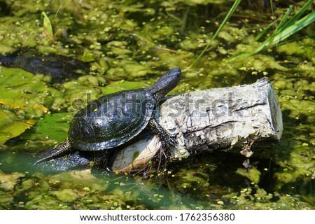 European Pond Turtle (Emys orbicularis)