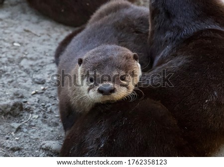 North American River Otter pup