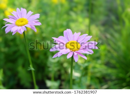 Pink Pyrethrum flowers on a flowerbed, macro photo, selective focus, blurred background.