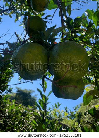 Green tangerine hanging on the tree 