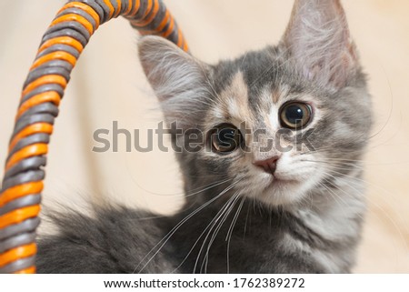 Cute gray kitten with expressive eyes sits in a basket on a cream fur plaid