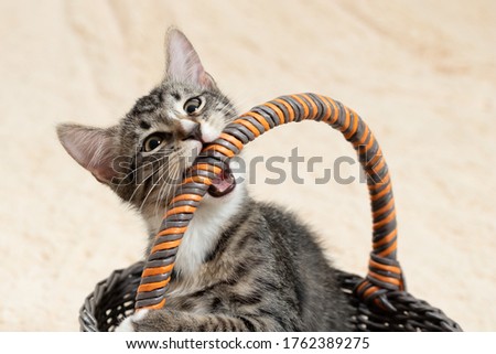Cute gray kitten nibbles on a wicker basket handle on a cream fur plaid