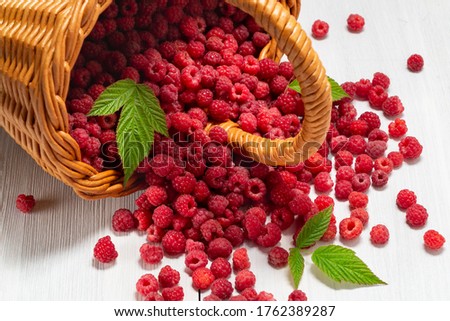 Fresh forest raspberries scattered on the table from an overturned wicker basket