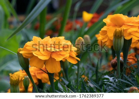 Orange marigolds on a flowerbed in a summer garden