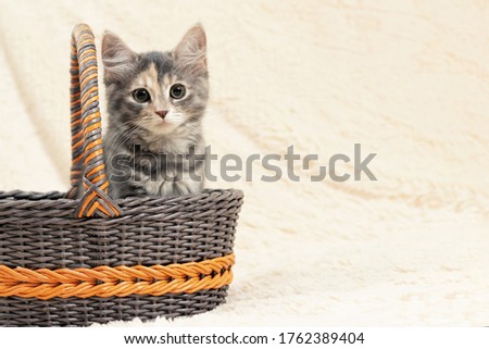 Cute gray kitten sits in a wicker basket on a background of a beige fur plaid, copy space