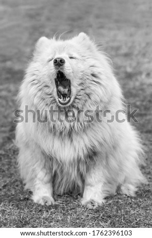black and white background dog samoyed husky yawns