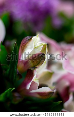 White-burgundy alstromeria on a blurred background close-up. Buds of flowers.