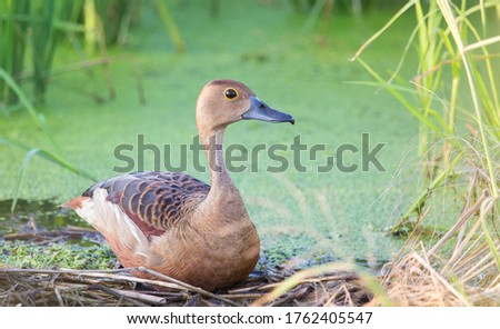 Lesser Whistling Duck (Dendrocygna javanica) 
are incubating the eggs in the nest made from dry grass.