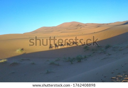 Panoramic photo showing the beauty of the Sahara Desert, highlighting the shadow of a group of camels.