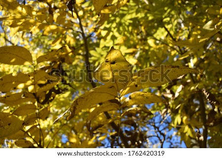 Yellow leaves in autumn .