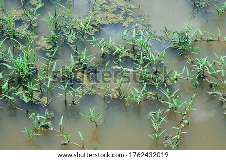 
Weeds that grow well in stagnant water