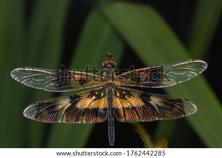 close up dragonfly resting on grass leaf/top view photo
