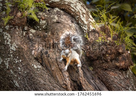 Close detailed telephoto picture of an isolated squirrel on the tree in a forest park, a small and cute rodent in wildlife during the autumn season.