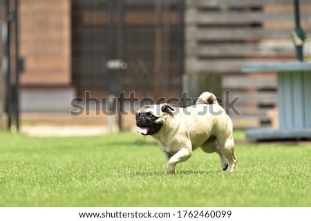 Pug playing with dog run filmed in Japan