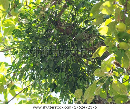 European Mistletoe growing in an apple tree, California 