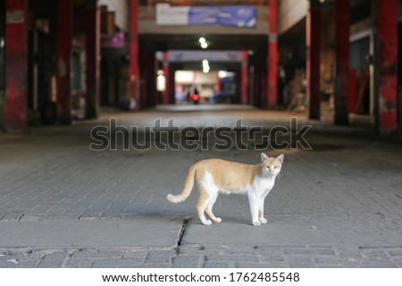 A cute cat ( kucing ) that is walking.