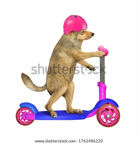 The beige dog in a pink safety motorcycle helmet is riding a kick scooter. White background. Isolated.