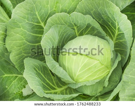 Close-up of fresh ripe cabbage on a vegetable bed. Cabbage forks growing in the garden, top view. Organic vegetable background. Concept of agriculture Royalty-Free Stock Photo #1762488233