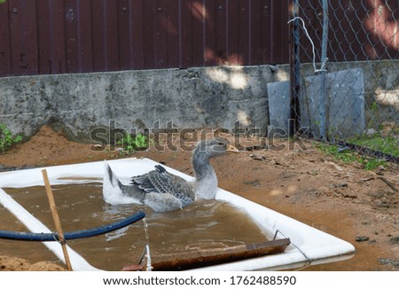 grey goose in village swimming in the yard.