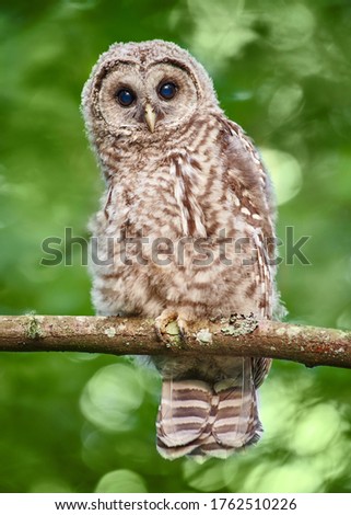 Baby Barred owl sitting on the tree branch