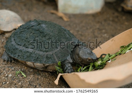 Turtle eating vegetables in food tray